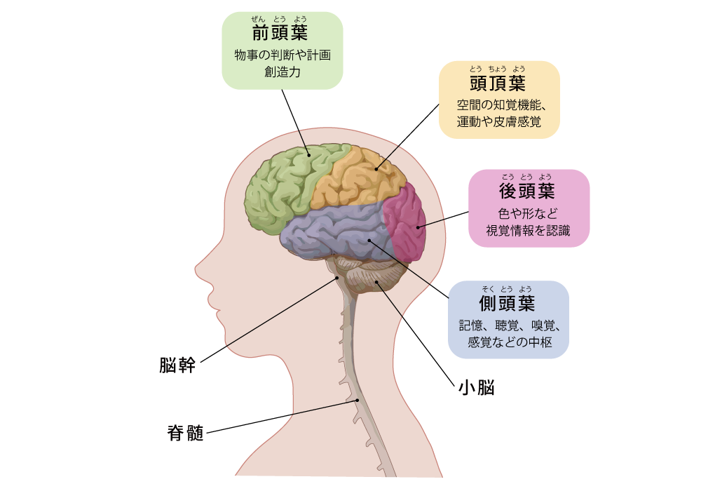 脳について学ぼうー後頭葉 | Minamata Disease