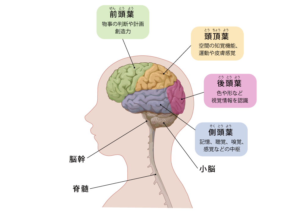 大脳皮質の脳機能図