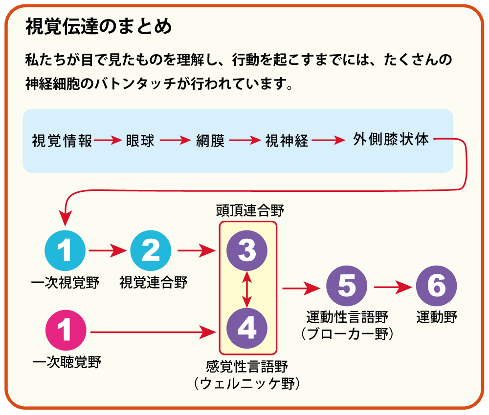 後頭葉hp14