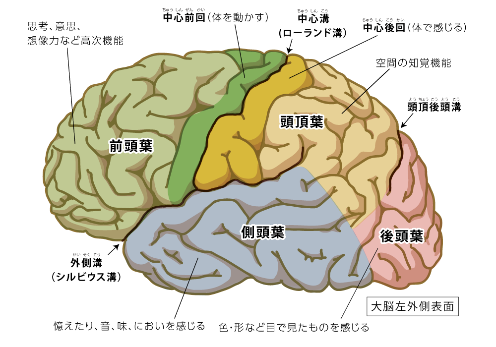 後頭葉hp16