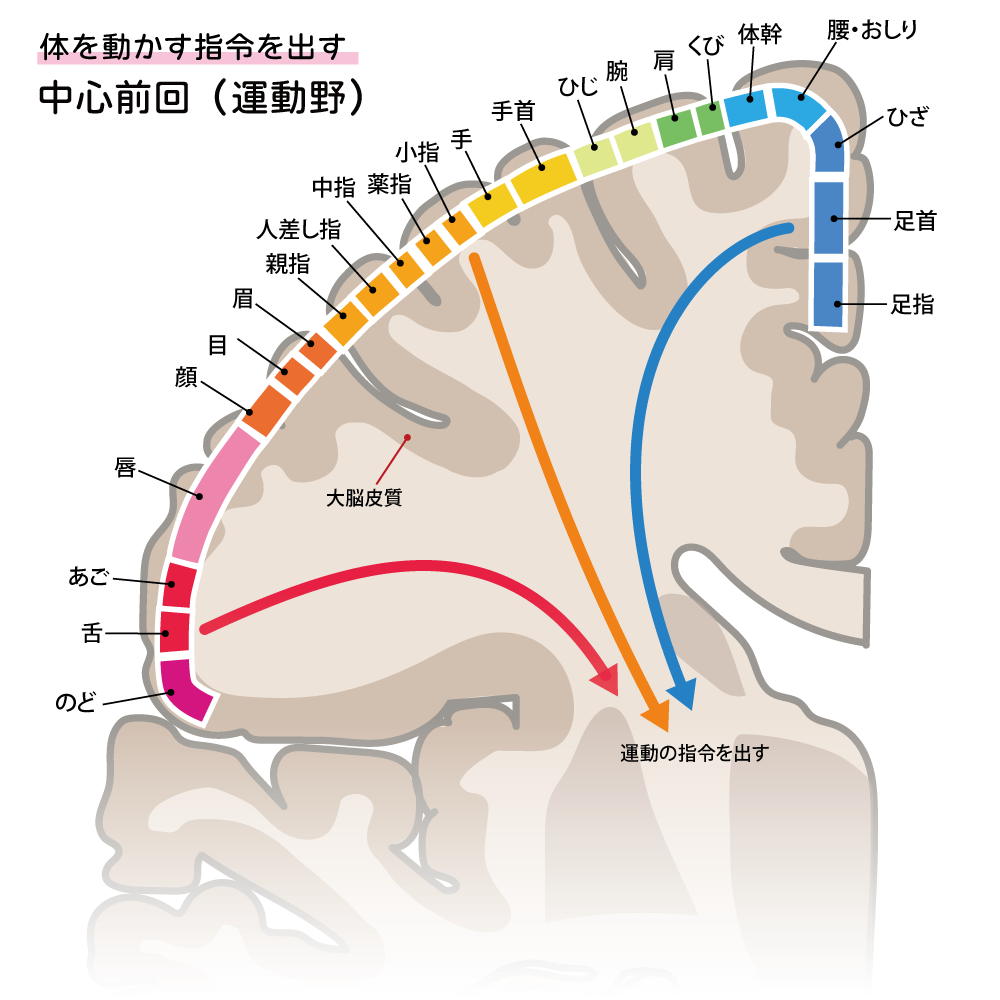 中心後回hp21