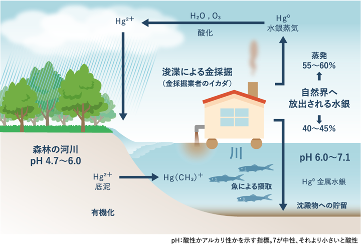 金採掘に伴って放出される水銀の環境中での循環